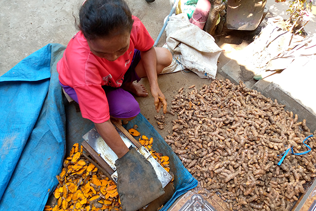 SEMANGAT: Sujinah  mengiris kunyit yang telah dikeringkan. Tanaman rempah ini jadi mata pencaharian utama warga lereng Wilis. (Foto: Rekian)