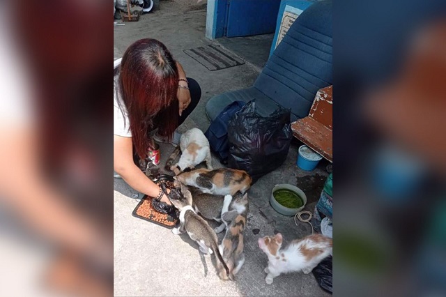 PEDULI  : Anggota PKDK menggelar kegiatan perawatan kucing liar di salah satu pasar tahun lalu. (PKDK for Jawa Pos Radar Kediri)