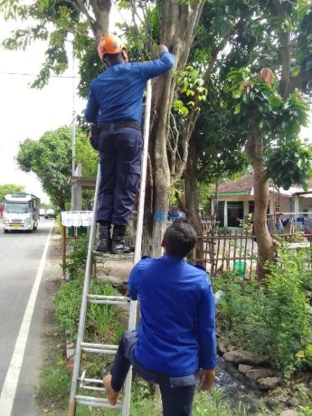 EVAKUASI: Damkarmat Kabupaten Nganjuk mengevakuasi kucing Persia yang terjebak di atas pohon sono kemarin. (Foto: Damkarmat Kabupaten Nganjuk For JPRK)