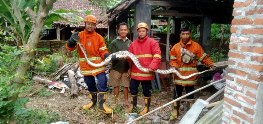 BIKIN HEBOH WARGA: Petugas Damkarmat Kabupaten Nganjuk mengevakuasi ular sanca yang masuk pekarangan rumah warga Desa Waung, Kecamatan Baron kemarin. (Foto; Damkarmat Kabupaten Nganjuk For JPRK)