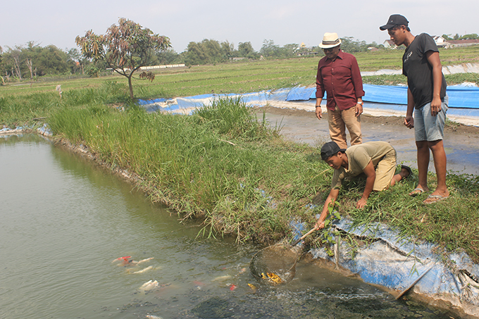 KUALITAS BAGUS: Peternak ikan Koi di Kelurahan Gayam bersiap memanen ikan yang dibudidayakan di sawah. (Foto: Ilmidza Amalia Nadzira)