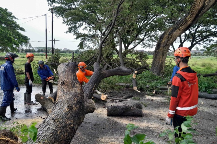 TUTUP JALAN: Petugas BPBD dan DLHKP memotong pohon tumbang di area GOR Joyoboyo, Kota Kediri kemarin sore. (Foto: Emilia Susanti)