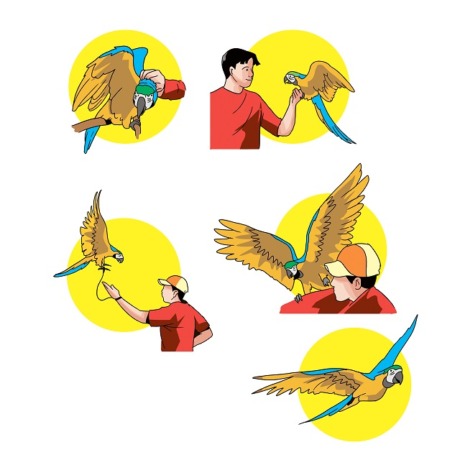 PATUH: Pemelihara burung macaw melatih hewan peliharaannya agar mampu terbang bebas dan tidak hanya berada di dalam sangkar saja. ( Foto: Habibah Anisa Muktiara )