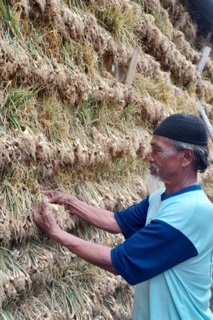 BAWANG SAKIT : Adam Masrofi sedang menjemur daun bawang untuk dijadikan benih di Desa Siman, Kecamatan Kepung. (Foto: Emilia Susanti)