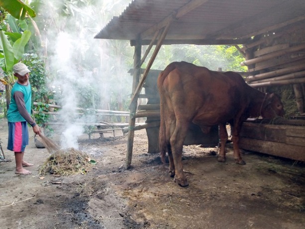 DIANG: Nurkolis membakar tumpukan dedaunan kering di sekitar kandang sapi, Desa Ngebrak, Kecamatan Gampengrejo. Baginya, itu cara terbaik mengusir serangga yang bisa menyebabkan LSD. (Foto: Rekian)