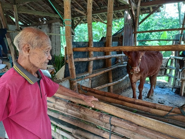 TINGGAL SATU: Bakram menunjukkan sapi milik anaknya yang masih tersisa satu setelah yang seekor hilang dicuri di Desa Jabang, Kecamatan Kras. (Foto: Asad M.S)