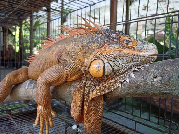 (Foto: Habibah A. Muktiara/JPRK)