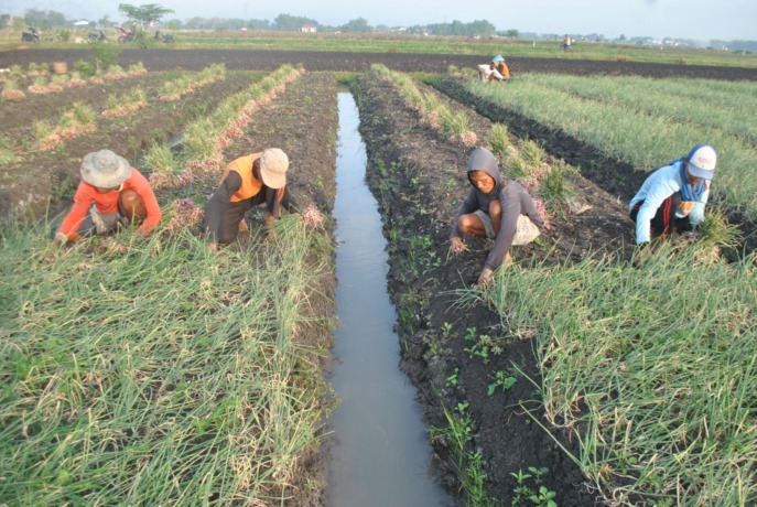 (Foto: Oktavia Rahajeng)