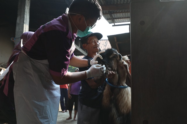 TELITI: Petugas dari DKPP Kabupaten Kediri memeriksa kondisi sapi yang ada di tempat penjualan hewan kurban di daerah Ngasem kemarin. (Foto: Wahyu Adji)