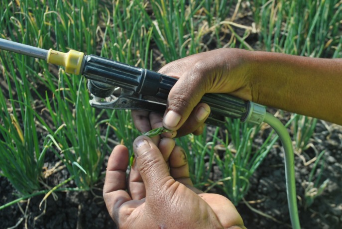 MENYERANG BRAMBANG: Petani di Kecamatan Sukomoro menunjukkan ulat tentara di daun brambang kemarin. Petani harus waspada saat kemarau. (Foto: Oktavia Rahajeng/JPRK)