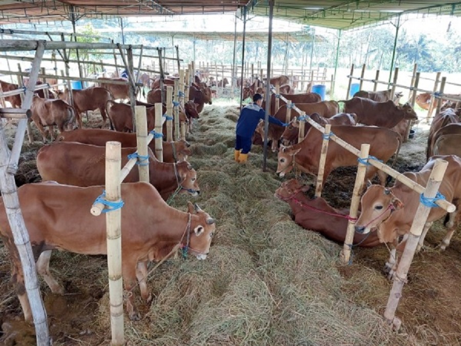 Puluhan ekor sapi kurban milik warga Desa Brajan, Kecamatan Mojosongo, Kabupaten Boyolali, diakui oleh para peternak di tahun 2023 ini ada peningkatan permintaan sapi kurban.