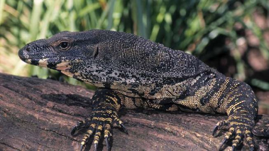 ilustrasi biawak. [shutterstock]