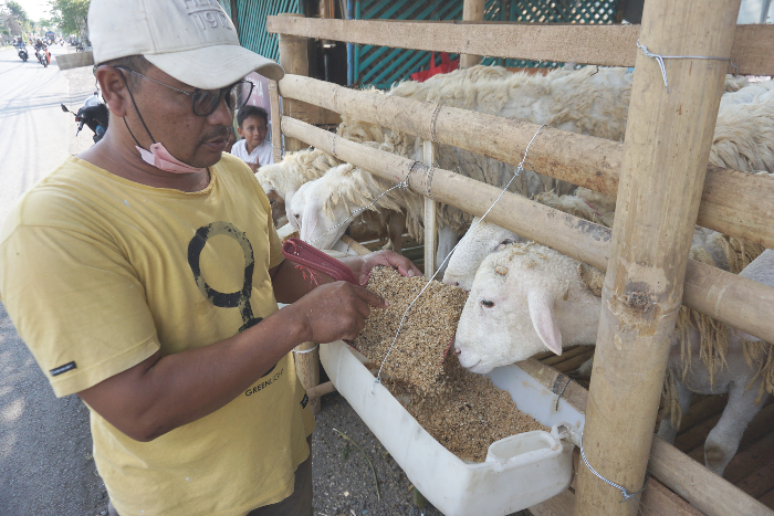 BARU: Peternak yang tergabung dalam KAJ mengubah pakan kambing yang sebelumnya rumput menjadi campuran kulit kopi dan bonggol jagung.