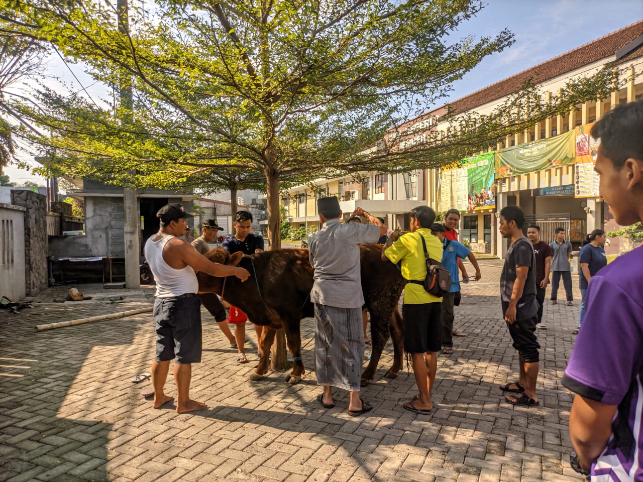 BERKURBAN: Panitia penyembelihan hewan kurban SMAN 2 Jember bersiap memotong sapi pada peringatan Hari Raya Idul Adha 1444 H di area parkir depan sekolah, Kamis (29/6).