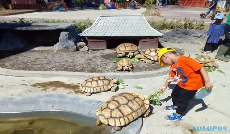 Seorang pengunjung anak-anak memberi makan kura-kura sulcata hibah dari Wali Kota Solo, Gibran Rakabuming Raka dan anaknya, Jan Ethes di Solo Safari, Jumat (30/6/2023).