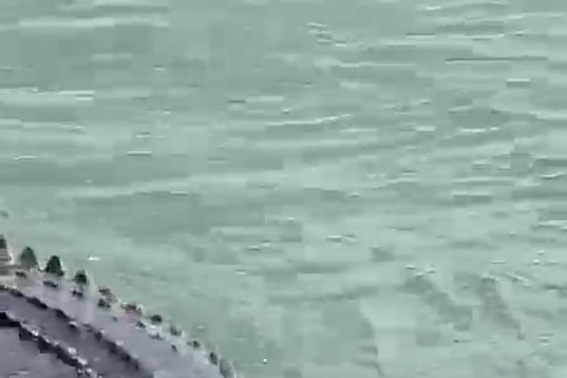 Buaya di perairan Kilang Balikpapan, Kaltim, sebagaimana terekam di dalam video seorang karyawan kilang pada Jumat (30/6/2023).