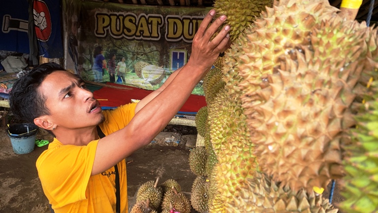 STOK MELIMPAH: Salah seorang pedagang durian ketika memilih buah untuk pembeli.