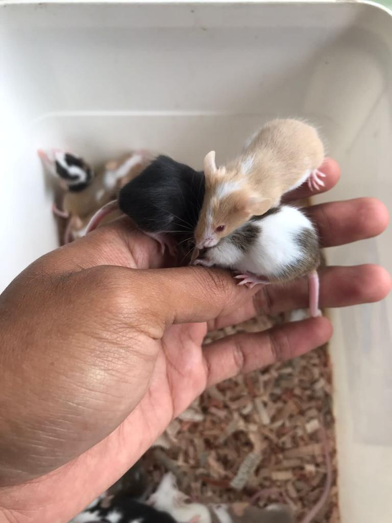 MAIN TIKUS JEPANG