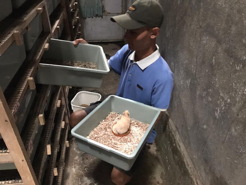 MAIN TIKUS JEPANG