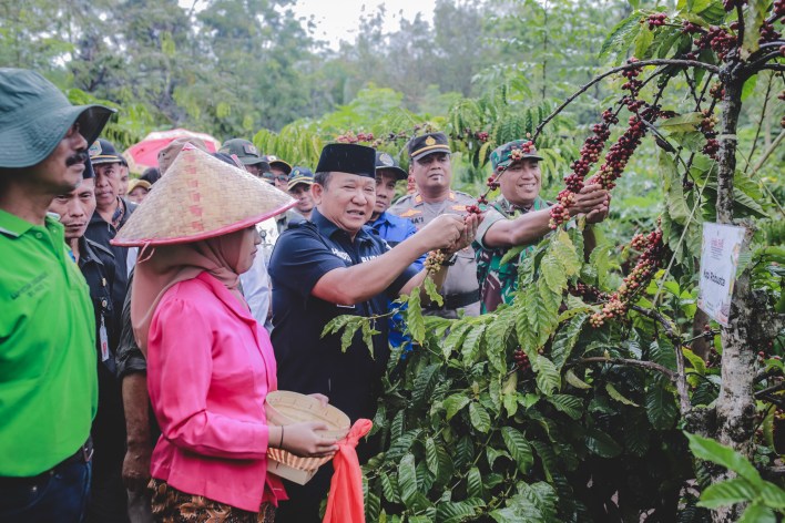 PETIK BIJI KOPI: Bupati Jember Hendy Siswanto (tengah) ketika memetik biji kopi di salah satu kebun warga yang ada di Desa Pace, Silo, beberapa hari lalu.