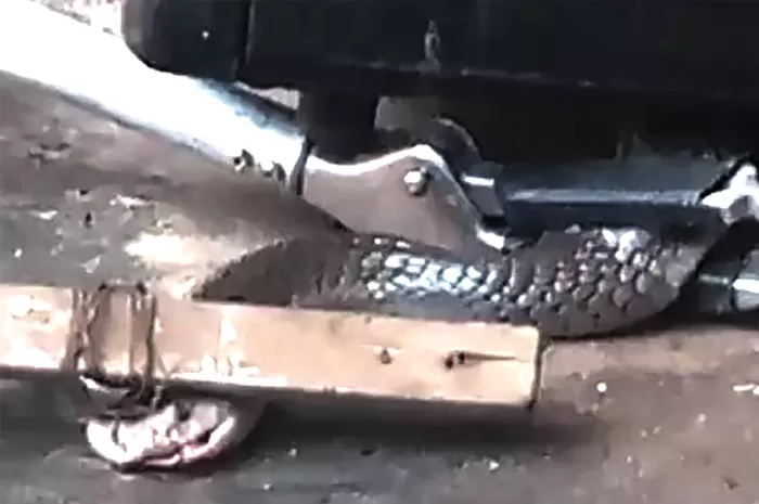 Seekor ular terlihat berada dibawah kompor Harti, tentu hal tersebut mengagetka dia saat hendak memasak.