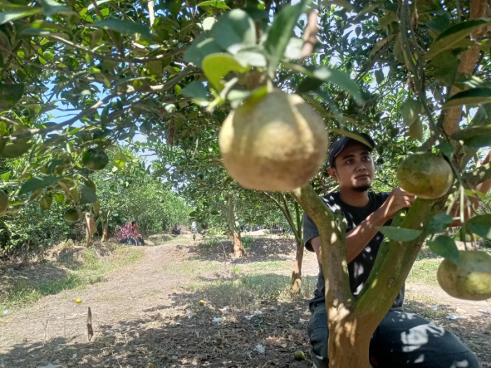 Hafid Muzaqi sedang merawat pohon jeruk di kebun dan kini dibuka untuk wisata petik di Dusun/Desa Tangunan, Kecamatan Puri, Kabupaten Mojokerto, kemarin.