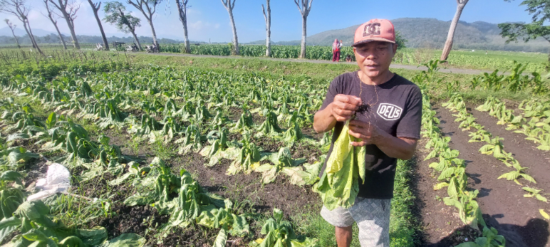 GAGAL: Nur Ahmad, petani asal Dusun Krajan Lor, Desa Sumberejo, Kecamatan Ambulu, menunjukkan akar bawah tanaman tembakau yang membusuk. JUMAI/RADAR JEMBER
