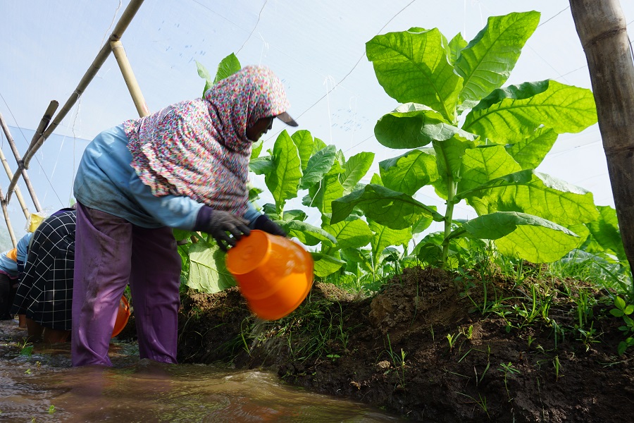 PERAWATAN RUTIN: Salah seorang petani tembakau sibuk merawat tanaman yang menjadi ikon Jember. Komoditas tembakau di Jember sudah diakui oleh dunia.