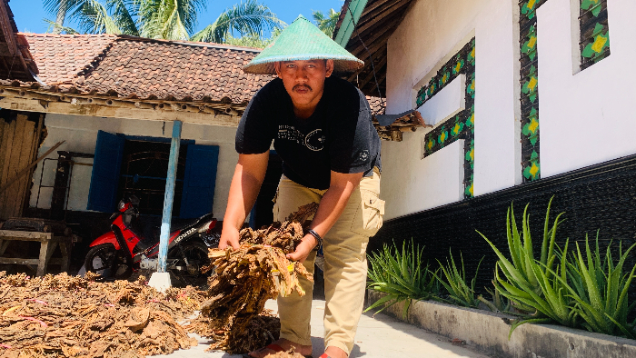 MIRIS: Fahrur Faizin, petani tembakau di Desa Sumberejo, Kecamatan Ambulu, ketika menunjukkan tembakau yang dipanen lebih cepat. ILHAM WAHYUDI / RADAR JEMBER