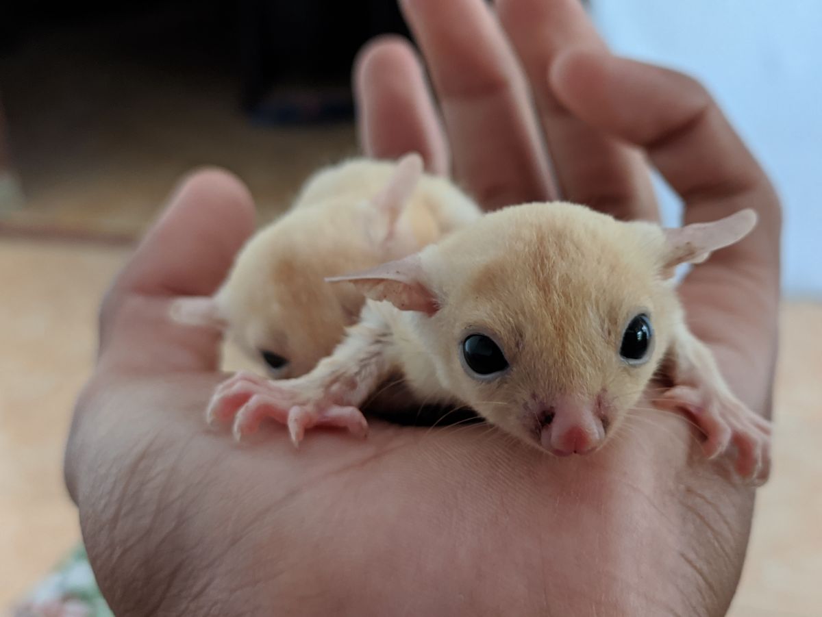 KALEM: Kondisi Sugar Glider yang baru berumur satu bulan lebih tenang dan bersahabat meski saat berinteraksi dengan orang baru, terlebih saat siang hari.