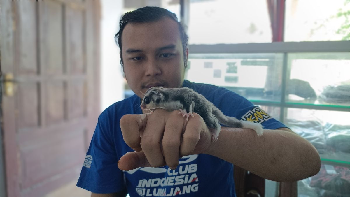 BERAGAM: Yusuf saat memamerkan beberapa jenis sugar glider miliknya.
