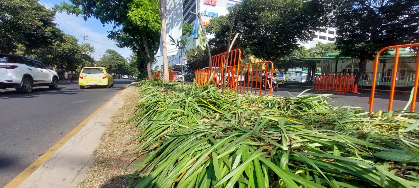 LANGGANAN: Terlihat tanaman di median Jalan Gajah Mada yang rusak setelah event JFC, kemarin (6/8).