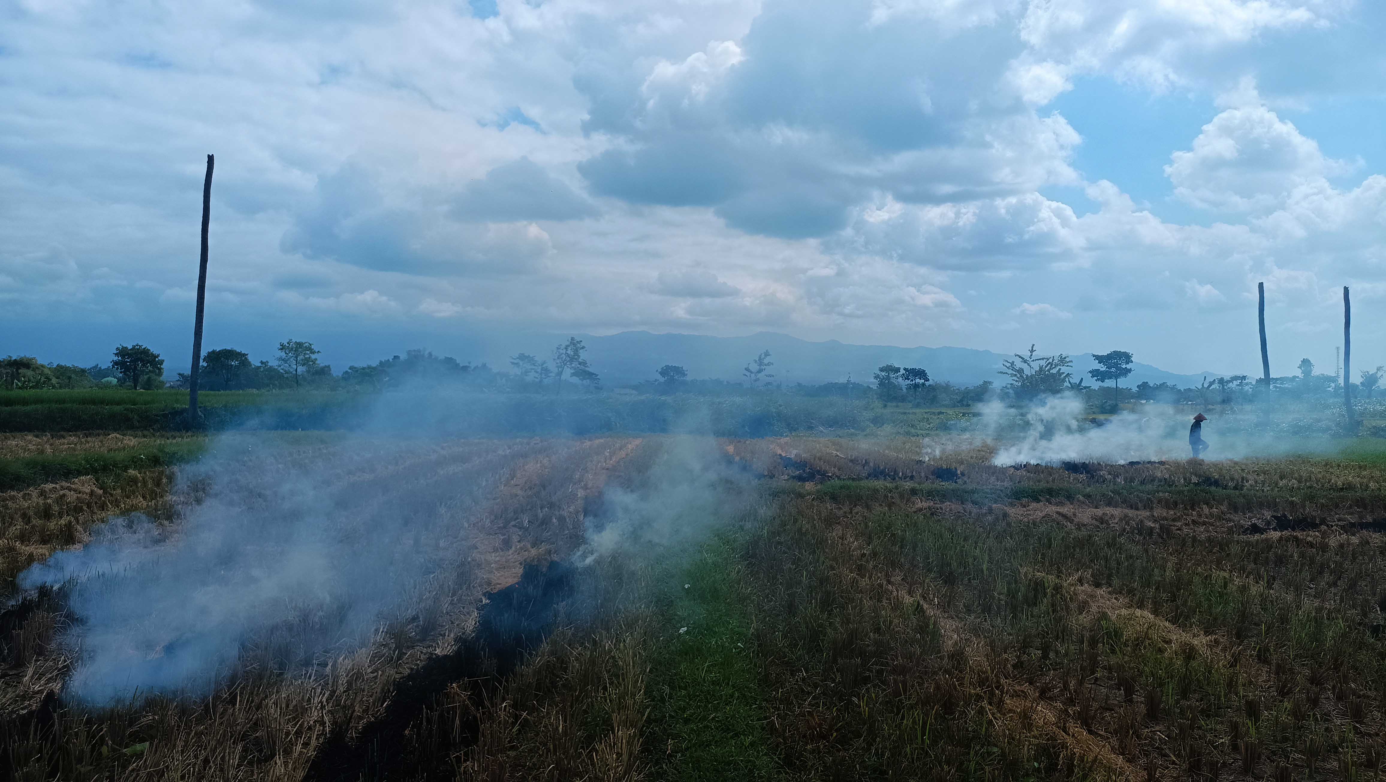 DIBAKAR: Kegiatan membakar lahan seusai panen banyak dijumpai dan sudah menjadi kebiasaan yang mengakar bagi para petani. Padahal kegiatan itu bisa menyebabkan karhutla.