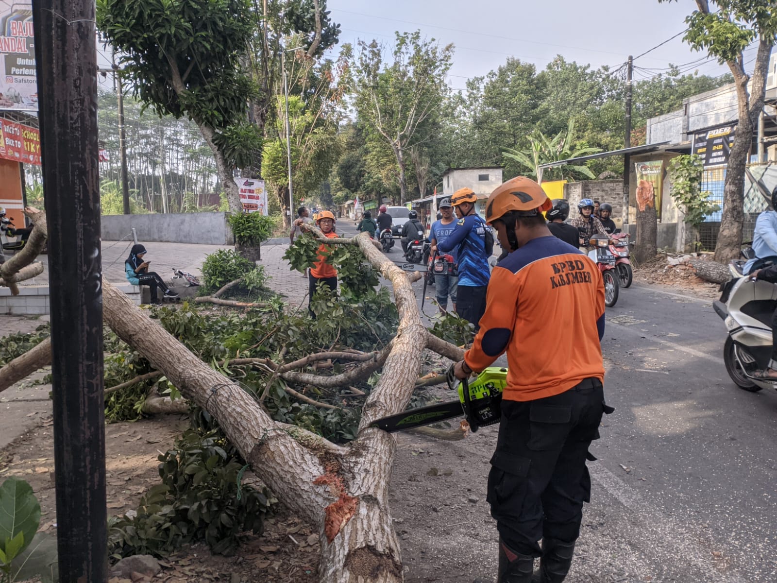 Sebuah pohon tumbang di Jalan Moh Yamin  tengah ditangani BPBD Kabupaten Jember