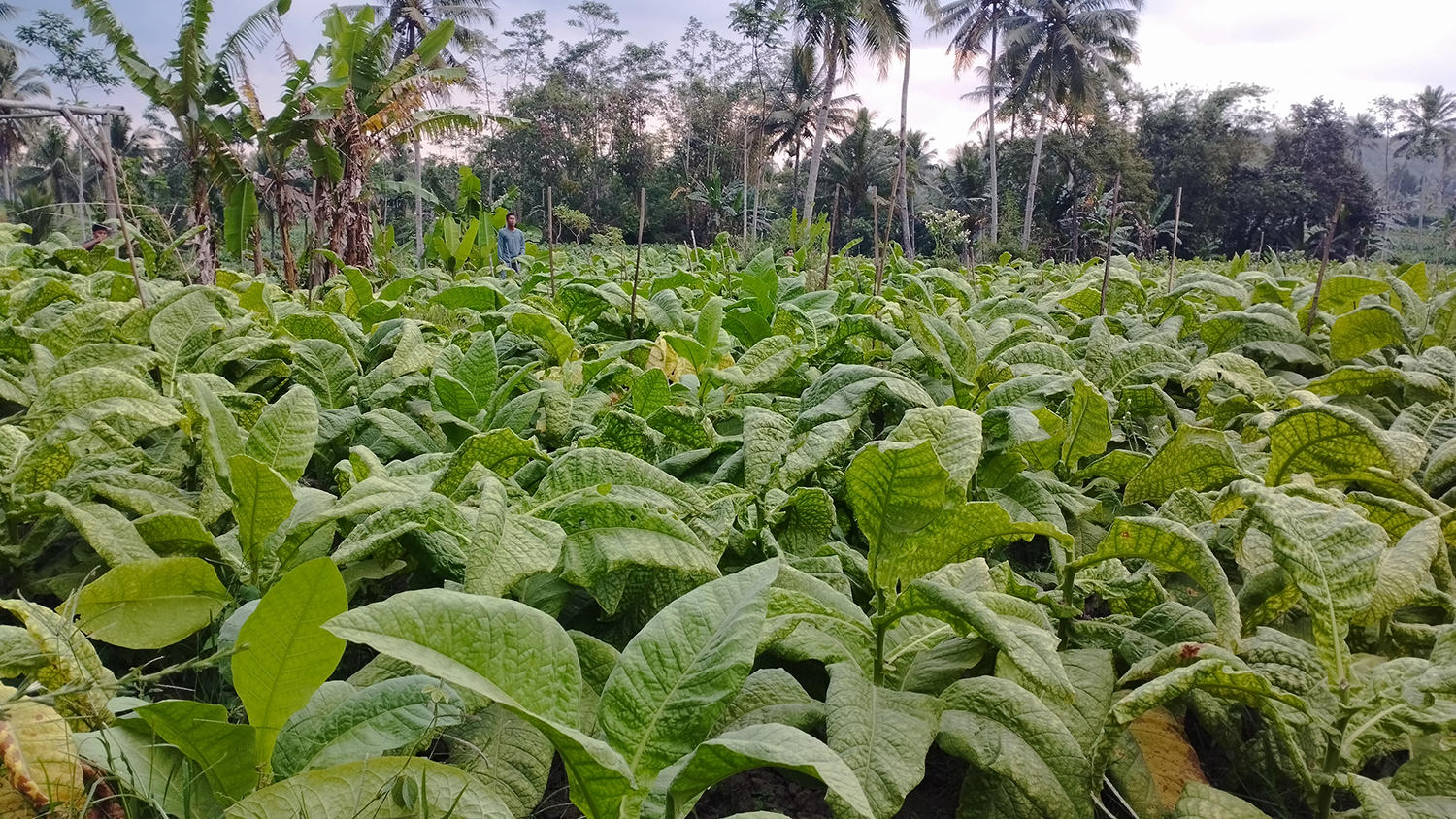 TERSERANG PENYAKIT: Daun tembakau petani di Desa/Kecamatan Ledokombo tampak bercak kekuningan dan mengerut karena terinfeksi tobacco mosaic virus (TMV).