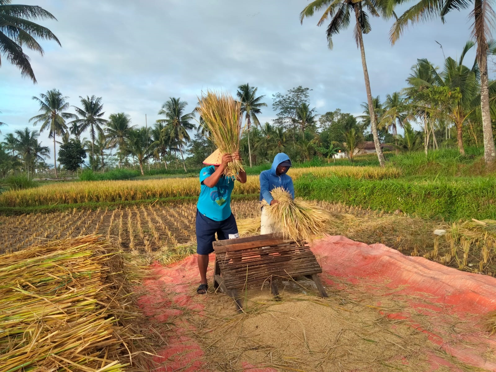 MIRIS: Petani panen padi saat harga GKP tinggi. Sayangnya, tidak masuk panen raya dan sebagian tingkat produksinya menurun.