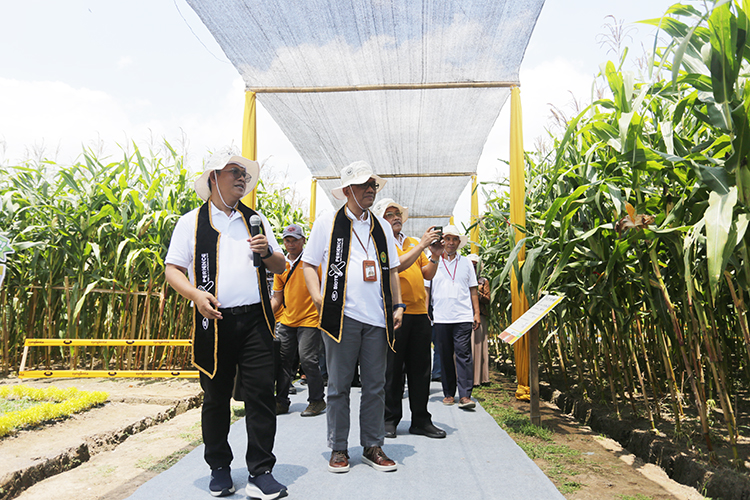 TEKNOLOGI PERTANIAN: Rektor Unej Iwan Taruna bersama Marketing Head Syngenta Indonesia Imam Sujono saat melihat langsung demplot tanaman jagung di Agrotechnopark Unej, kemarin (13/9).