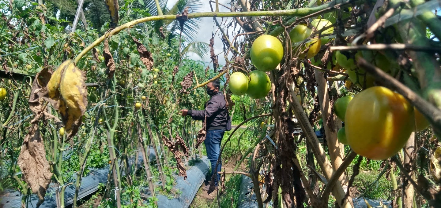 MELIMPAH: Tanaman tomat dibiarkan oleh petani lantaran harganya anjlok.