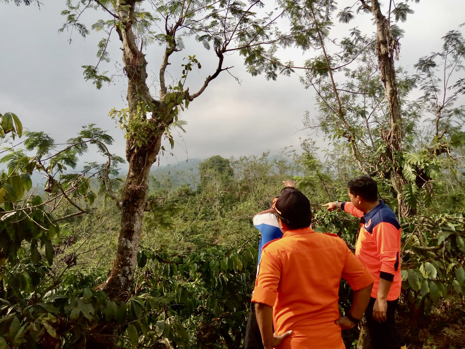 TELITI: BPBD Jember memantau kondisi hutan di lereng selatan Pegunungan Argopuro.