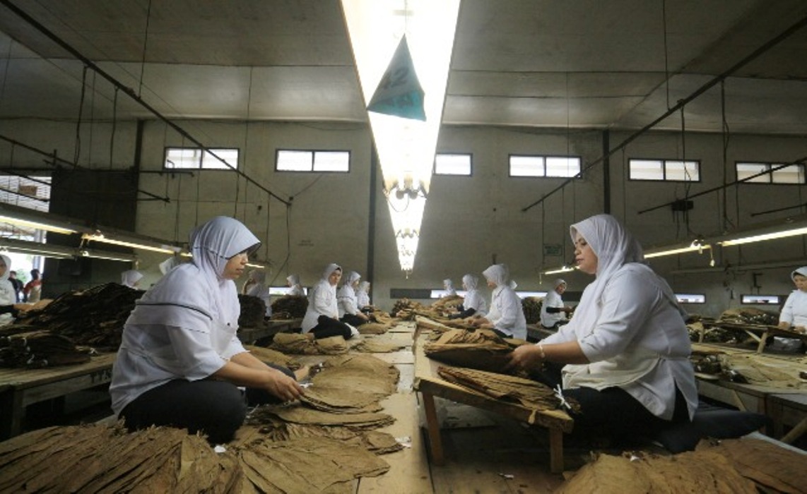 MENGOLAH EMAS HIJAU: Para pekerja tengah melinting tembakau menjadi cerutu di salah satu pabrik pembuatan cerutu di Jember. (DOK RJ)