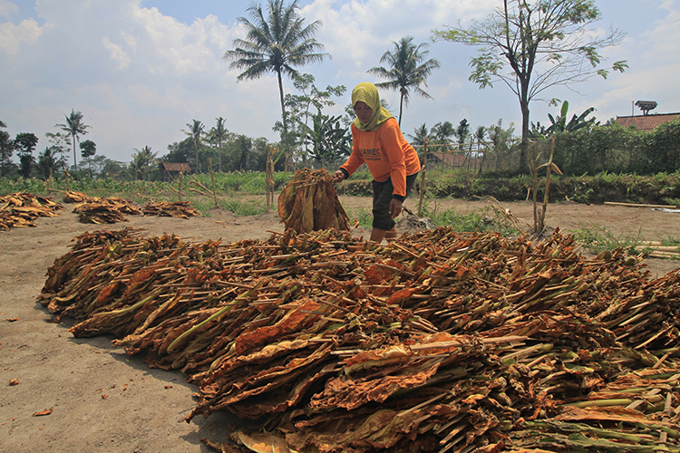 PENGERINGAN: Petani tembakau sedang menjemur tembakau di Desa Plalangan, Kecamatan Kalisat, kemarin (11/10).