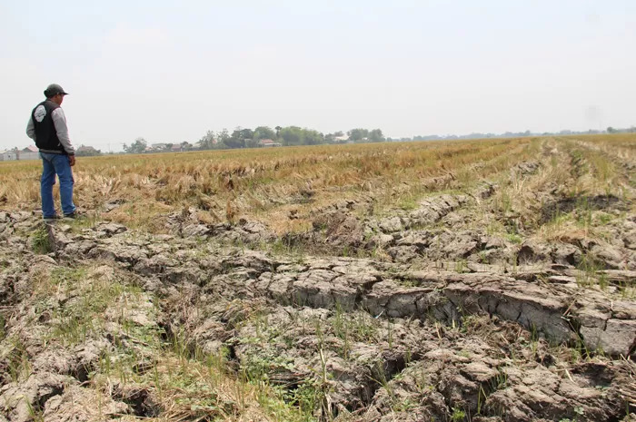 Kemarau panjang berdampak terhadap sektor pertanian dimana sawah sulit memperoleh air, seperti dirasakan oleh petani di Kabupaten Jombang benar-benar terpukul gegara hujan tak kunjung turun.