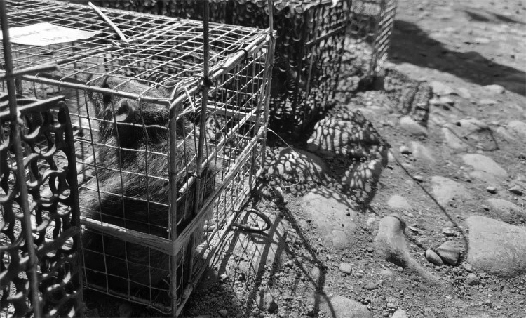 DITANGKAP: Tikus yang ditangkap petugas karena terjangkit bakteri Leptospira, di Desa Tarum, Klabang.