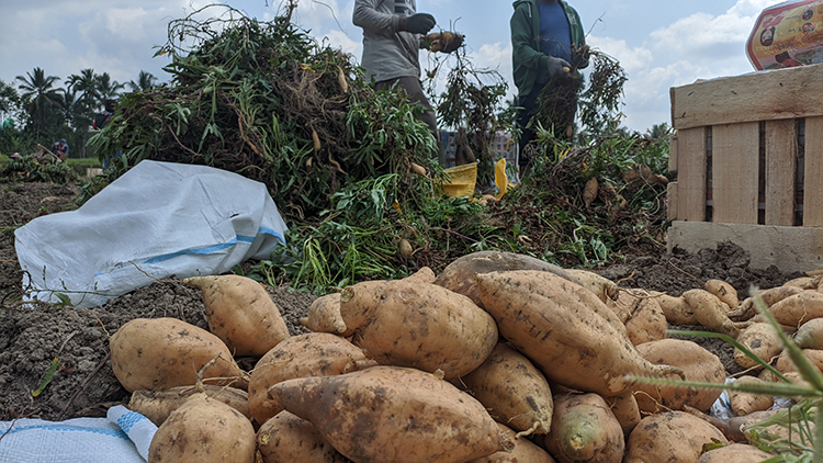 DIPANEN: Petani ubi jalar madu di Dusun Pasropan, Desa Pasrujambe saat melakukan panen di hari pertama kemarin (31/10). Kualitas panen dirasakan cukup baik saat musim kemarau.