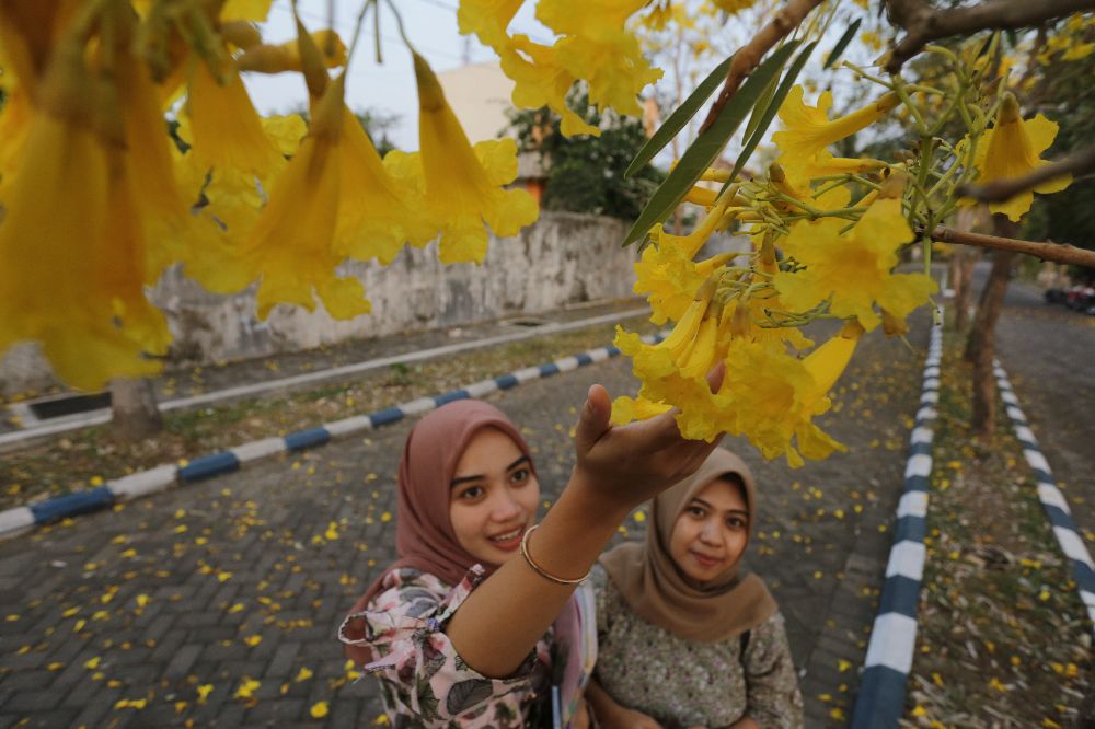 MENGESANKAN: Dua gadis melihat bunga tabebuya di kawasan Kampus Unmuh.(WAHANA DJALU/RADAR JEMBER)