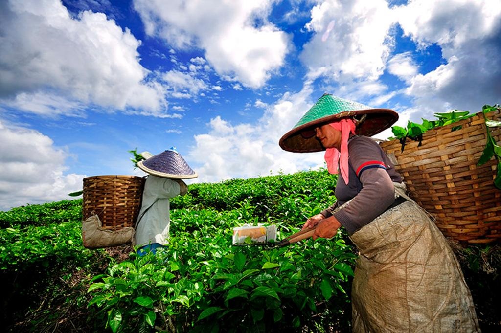 PAHLAWAN: Para pahlawan perkebunan yang terdiri dari pemetik teh, pemetik kopi, penyadap karet dan penebang tebu berkontribusi besar pada kesuksesan perusahan PT Perkebunan Nusantara (PTPN) XII