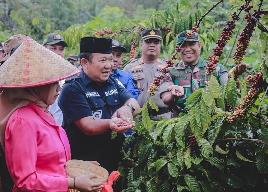 PETIK KOPI: Bupati Jember Hendy Siswanto meninjau langsung tanaman kopi di Desa Pace, Kecamatan Silo, beberapa waktu lalu.