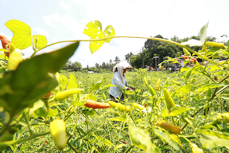 SIAP PANEN: Buruh tani memetik cabai rawit di persawahan Desa Sukoreno, Kecamatan Kalisat. Kini harga cabai rawit melonjak hingga Rp 90 ribu per kilogram.