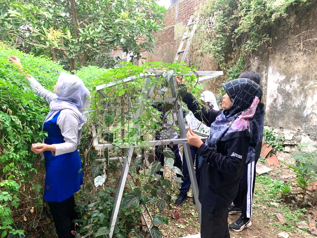 MEMETIK: Guru dan siswa melakukan panen bunga telang di SMPN 7 Jember.