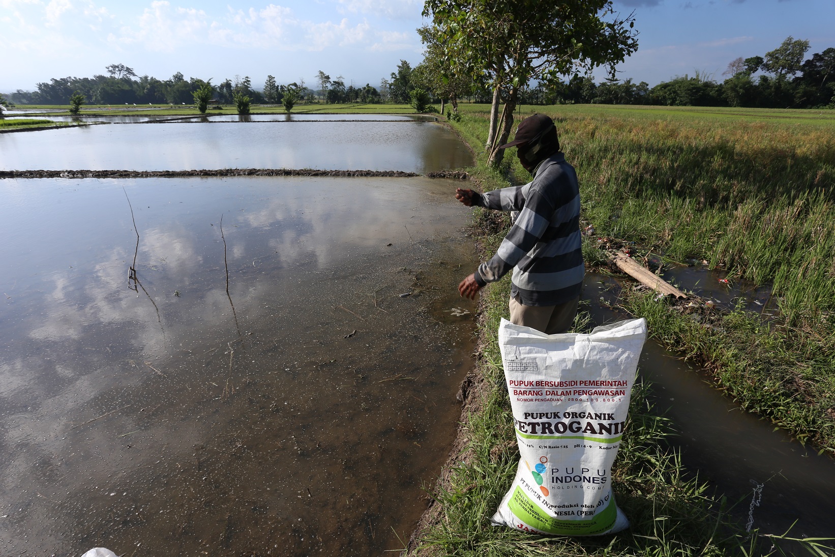 PAKAI PUPUK: Petani melakukan penyemprotan pada tanaman padi yang berusia beberapa hari, di Jember.
